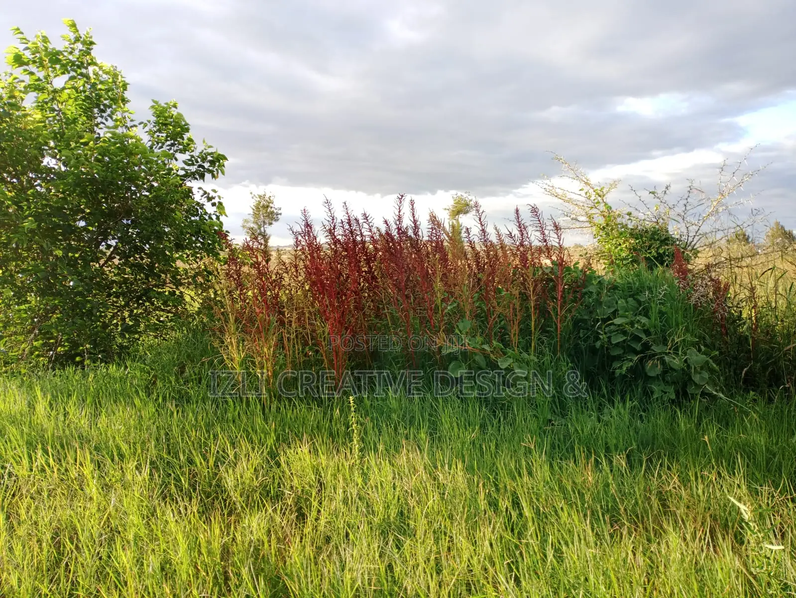 Prime Land for Sale, 5 Acres