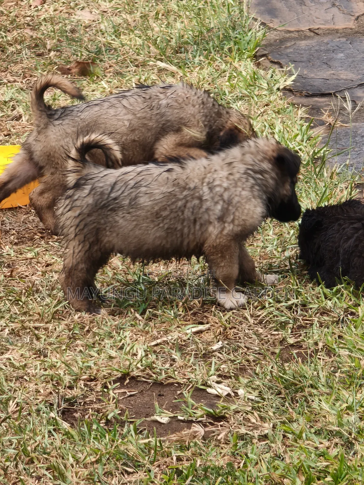 1-3 months Male Mixed Breed German Shepherd