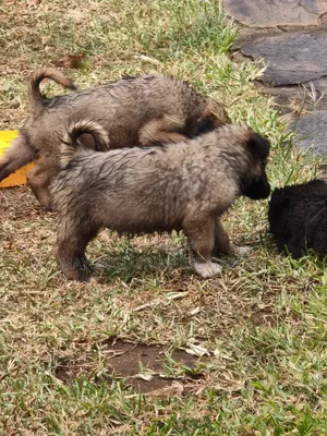 1-3 months Male Mixed Breed German Shepherd