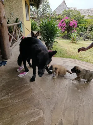 1-3 months Male Mixed Breed German Shepherd
