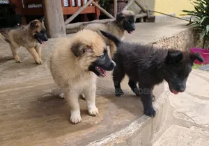 1-3 months Male Mixed Breed German Shepherd