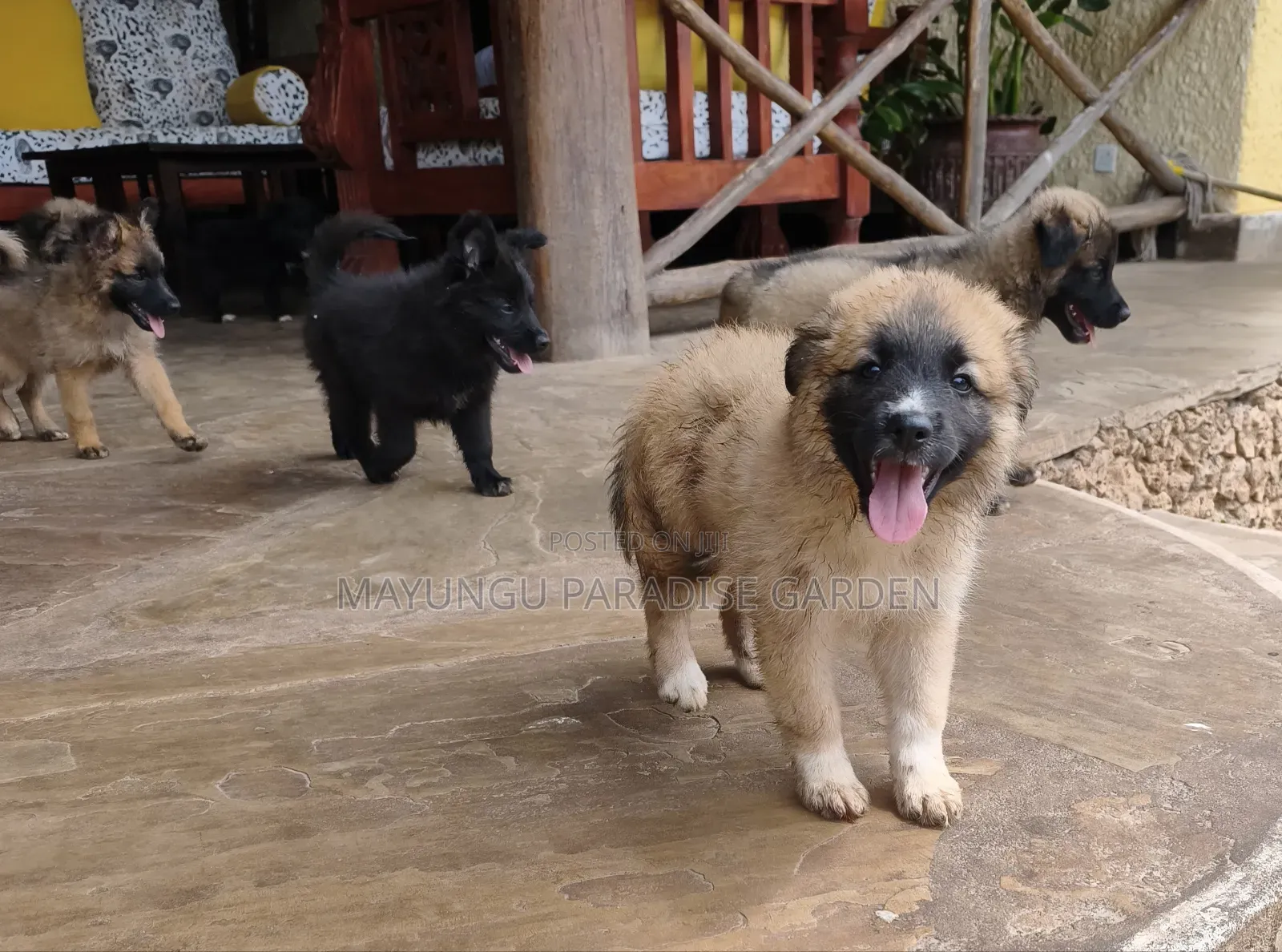 1-3 months Male Mixed Breed German Shepherd