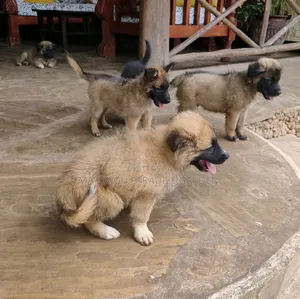 1-3 months Male Mixed Breed German Shepherd