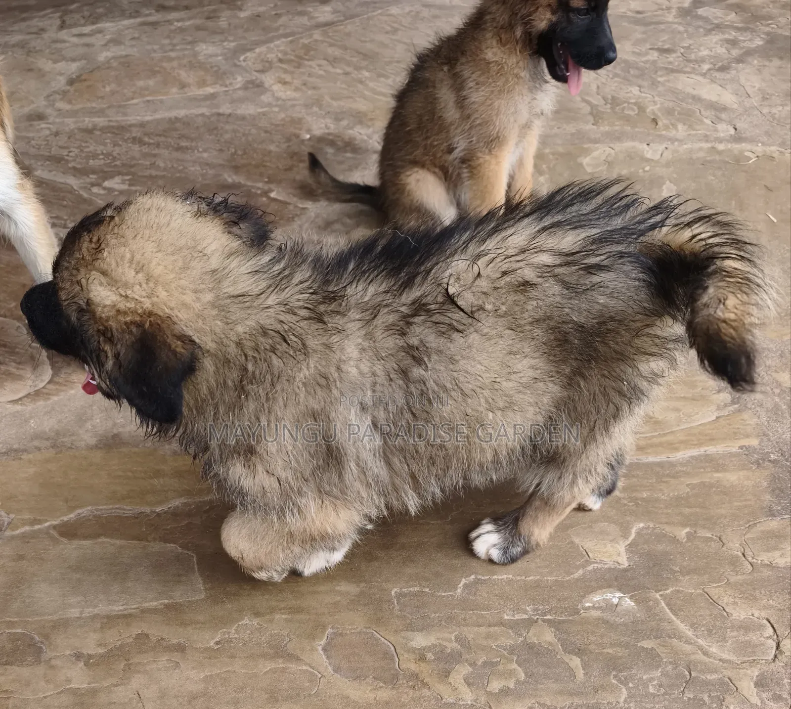 1-3 months Male Mixed Breed German Shepherd