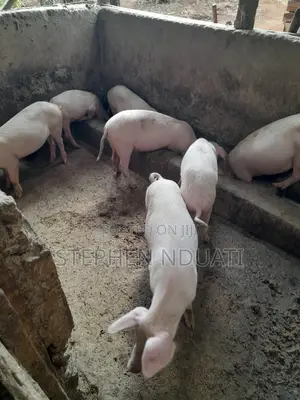 4.5 Months Old Piglets for Sale Large White