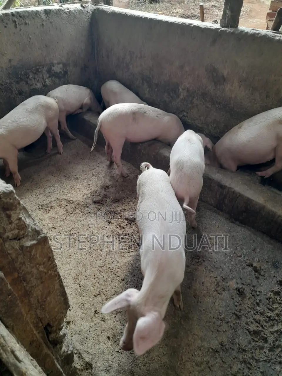 4.5 Months Old Piglets for Sale Large White