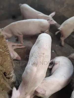 4.5 Months Old Piglets for Sale Large White