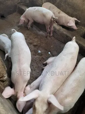 4.5 Months Old Piglets for Sale Large White