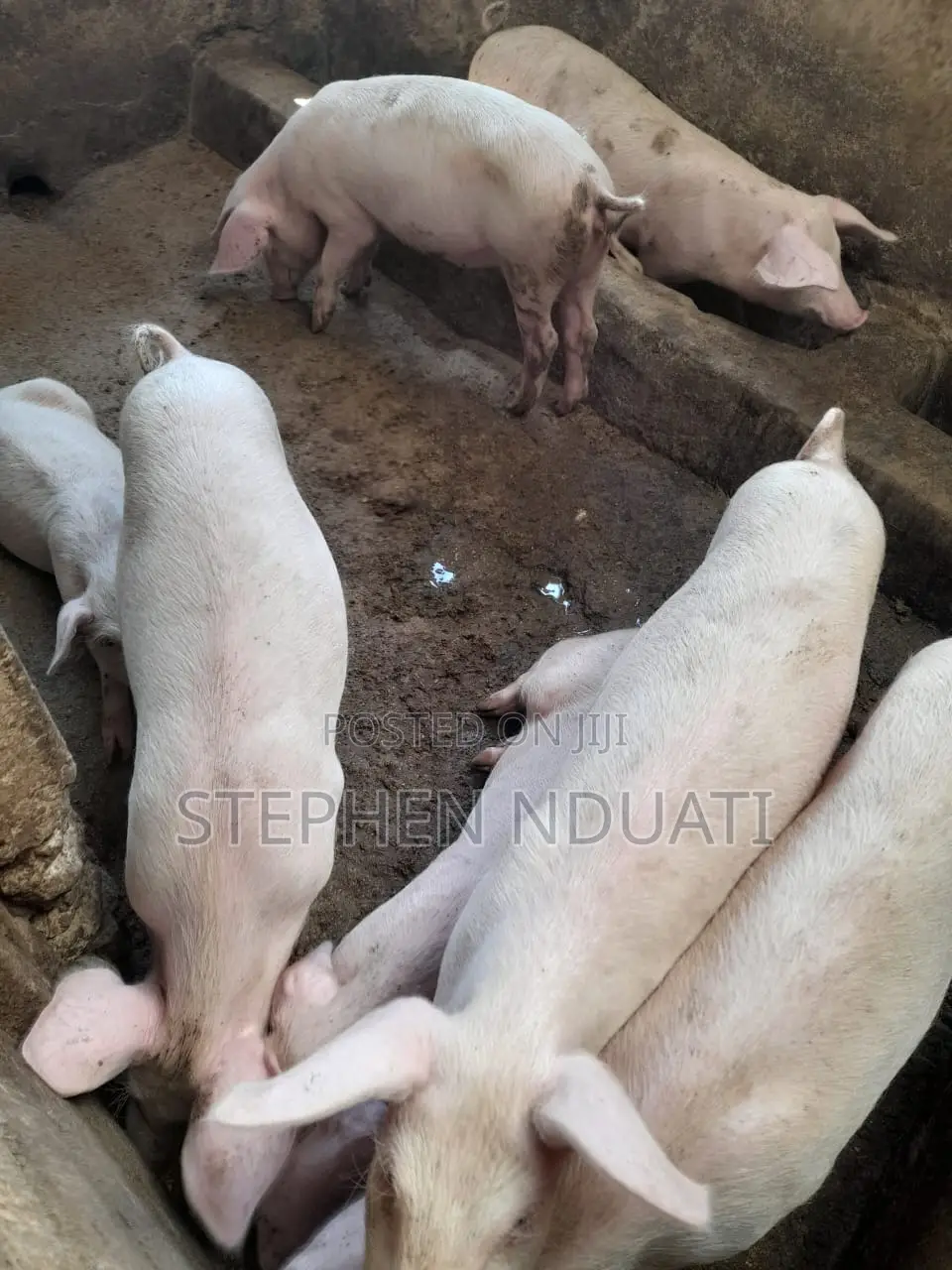 4.5 Months Old Piglets for Sale Large White