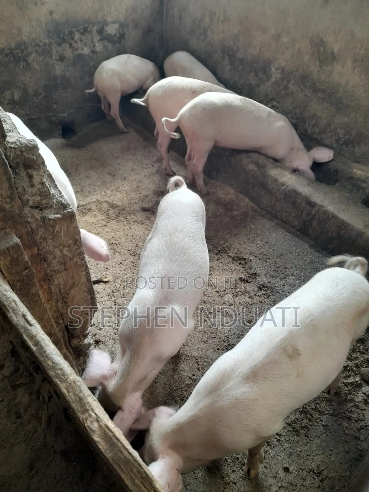 4.5 Months Old Piglets for Sale Large White