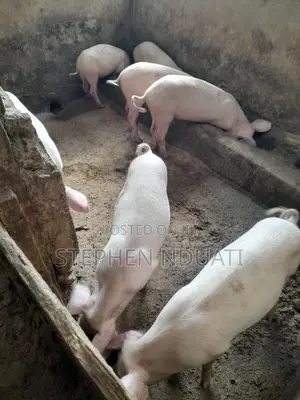 4.5 Months Old Piglets for Sale Large White