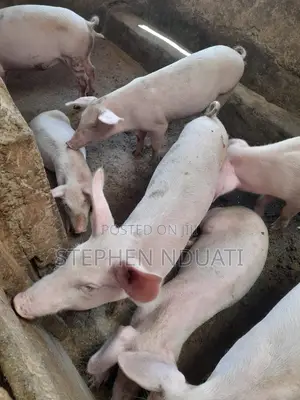 4.5 Months Old Piglets for Sale Large White