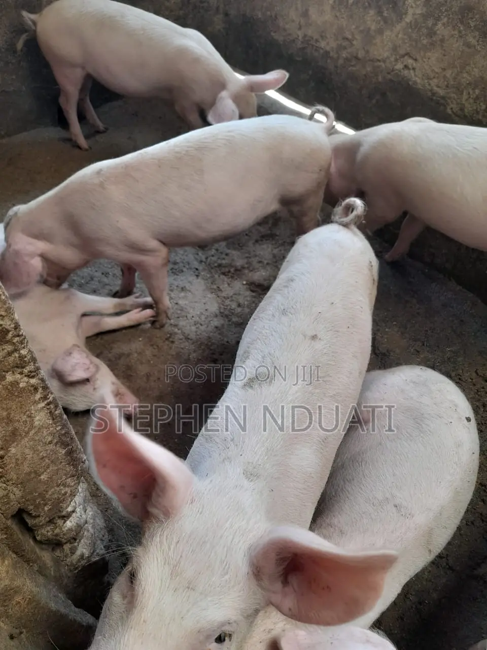 4.5 Months Old Piglets for Sale Large White