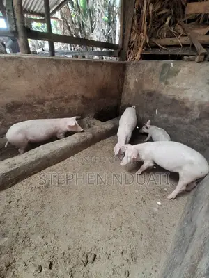 4 Months Old Piglets for Sale. Large White