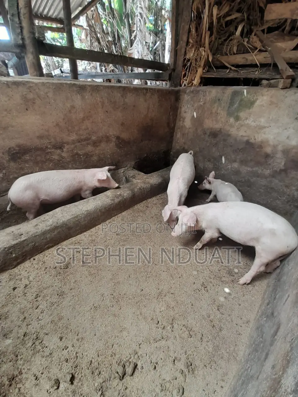 4 Months Old Piglets for Sale. Large White