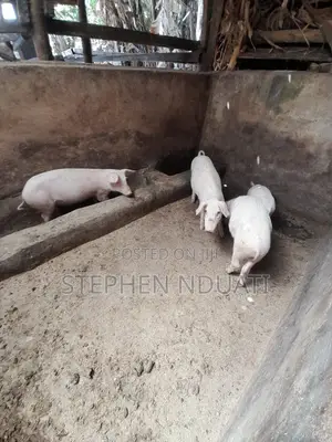 4 Months Old Piglets for Sale. Large White