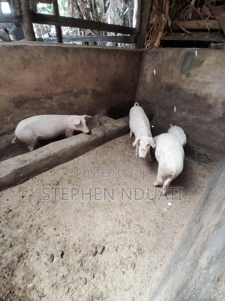 4 Months Old Piglets for Sale. Large White