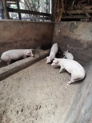 4 Months Old Piglets for Sale. Large White