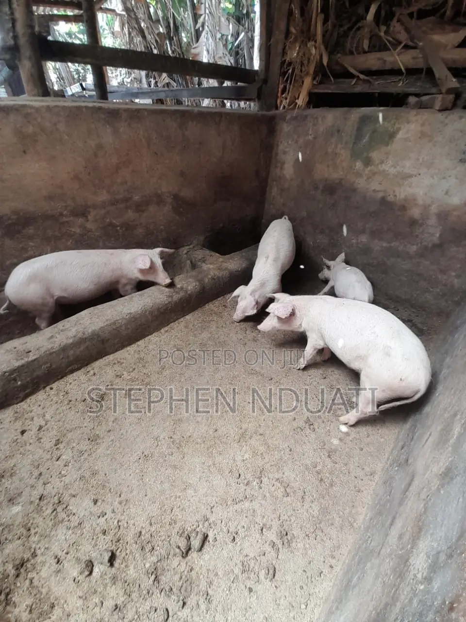 4 Months Old Piglets for Sale. Large White