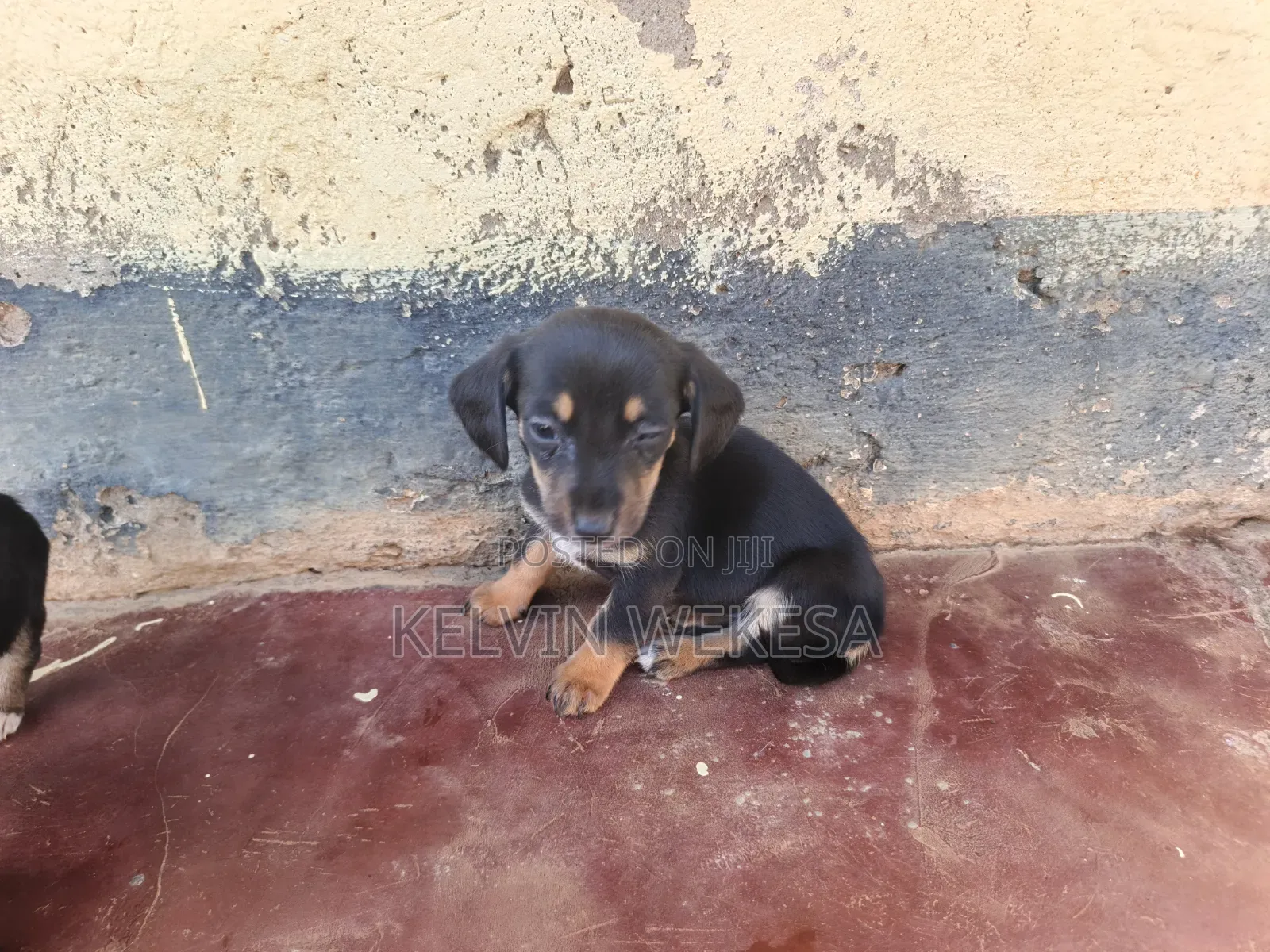 1-3 months Female Purebred Dachshund