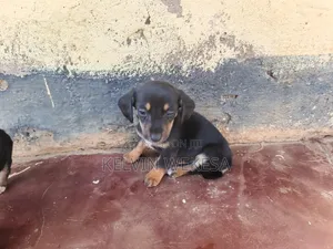 1-3 months Female Purebred Dachshund