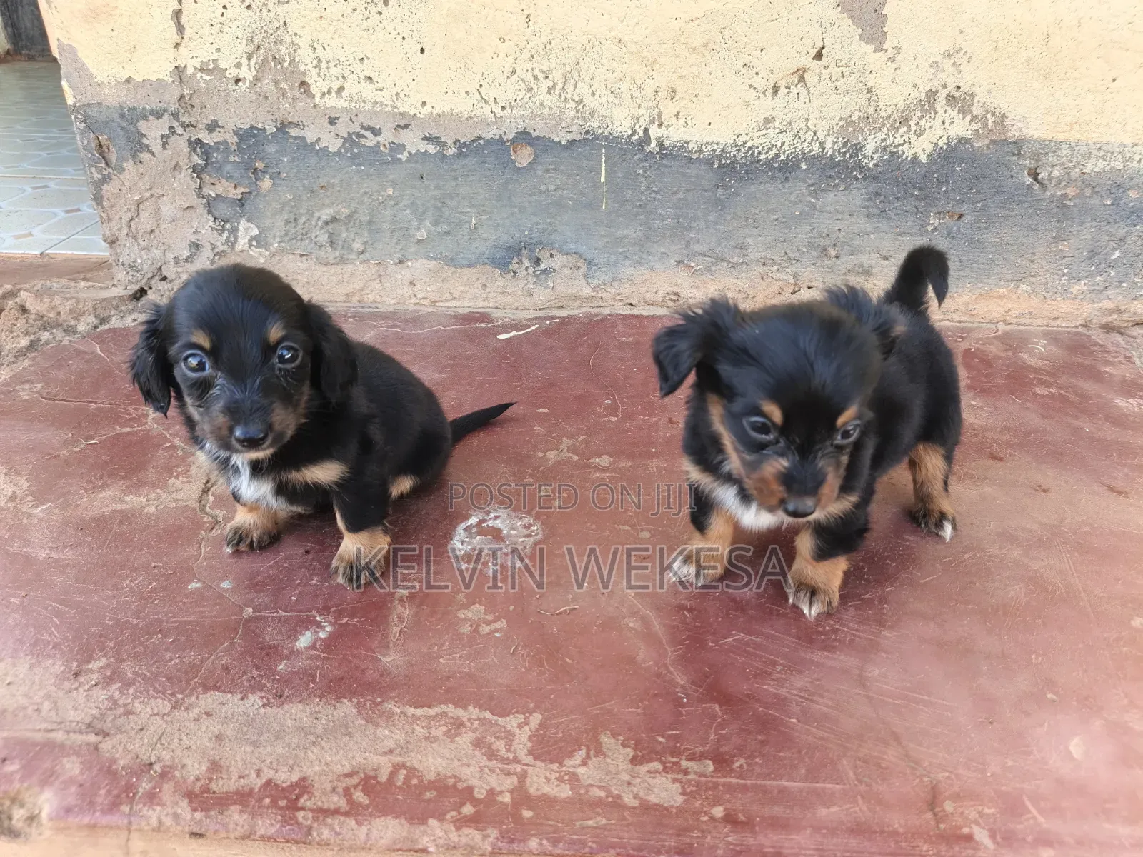 1-3 months Female Purebred Dachshund