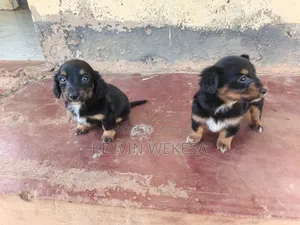 1-3 months Female Purebred Dachshund