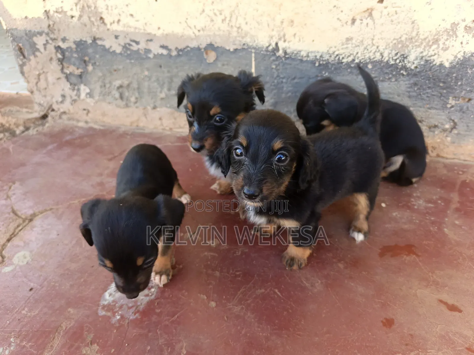 1-3 months Female Purebred Dachshund
