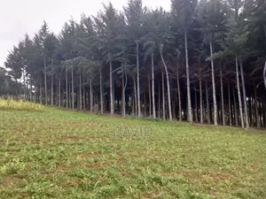 Land for Sale in Dundori