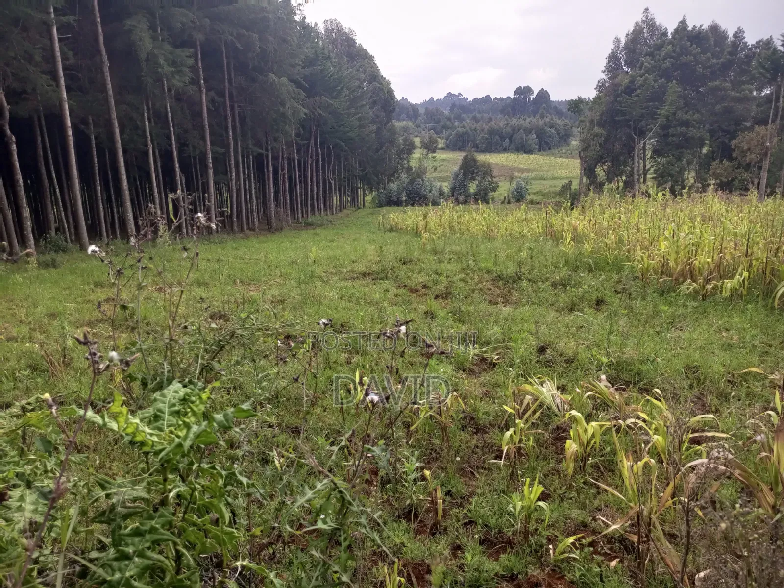 Land for Sale in Dundori