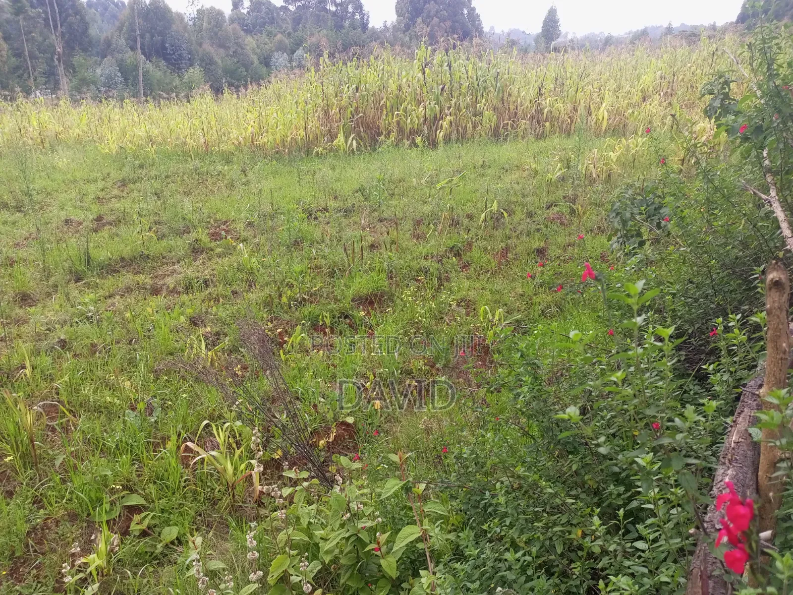 Land for Sale in Dundori