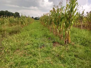 Land for Sale in Dundori Nakuru