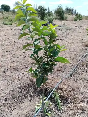 Pixie Orange Seedlings