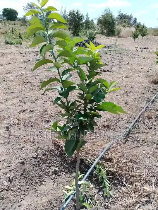 Pixie Orange Seedlings