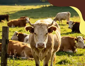 Breeding Herd Medium Ear Tag for Cattles