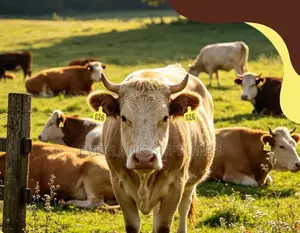Breeding Herd Medium Ear Tag for Cattles