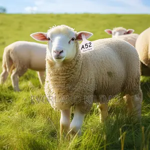 QR Identification Small Ear Tag for Sheeps
