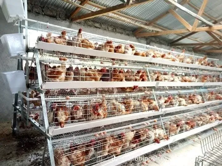 A Type of Chicken Layer Cage