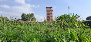 🏡 Prime 100×100 Plot for Sale – Lower Kabete