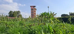 🏡 Prime 100×100 Plot for Sale – Lower Kabete