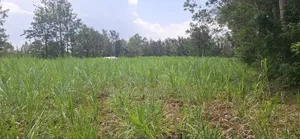 1 Acre BUNAMBOBI Bumula