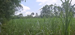 1 Acre BUNAMBOBI Bumula