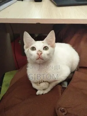 1-3 months Male Mixed Breed Cat