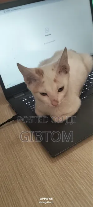 1-3 months Male Mixed Breed Cat