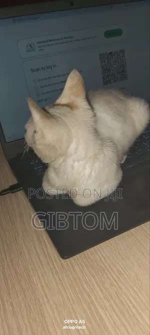 1-3 months Male Mixed Breed Cat