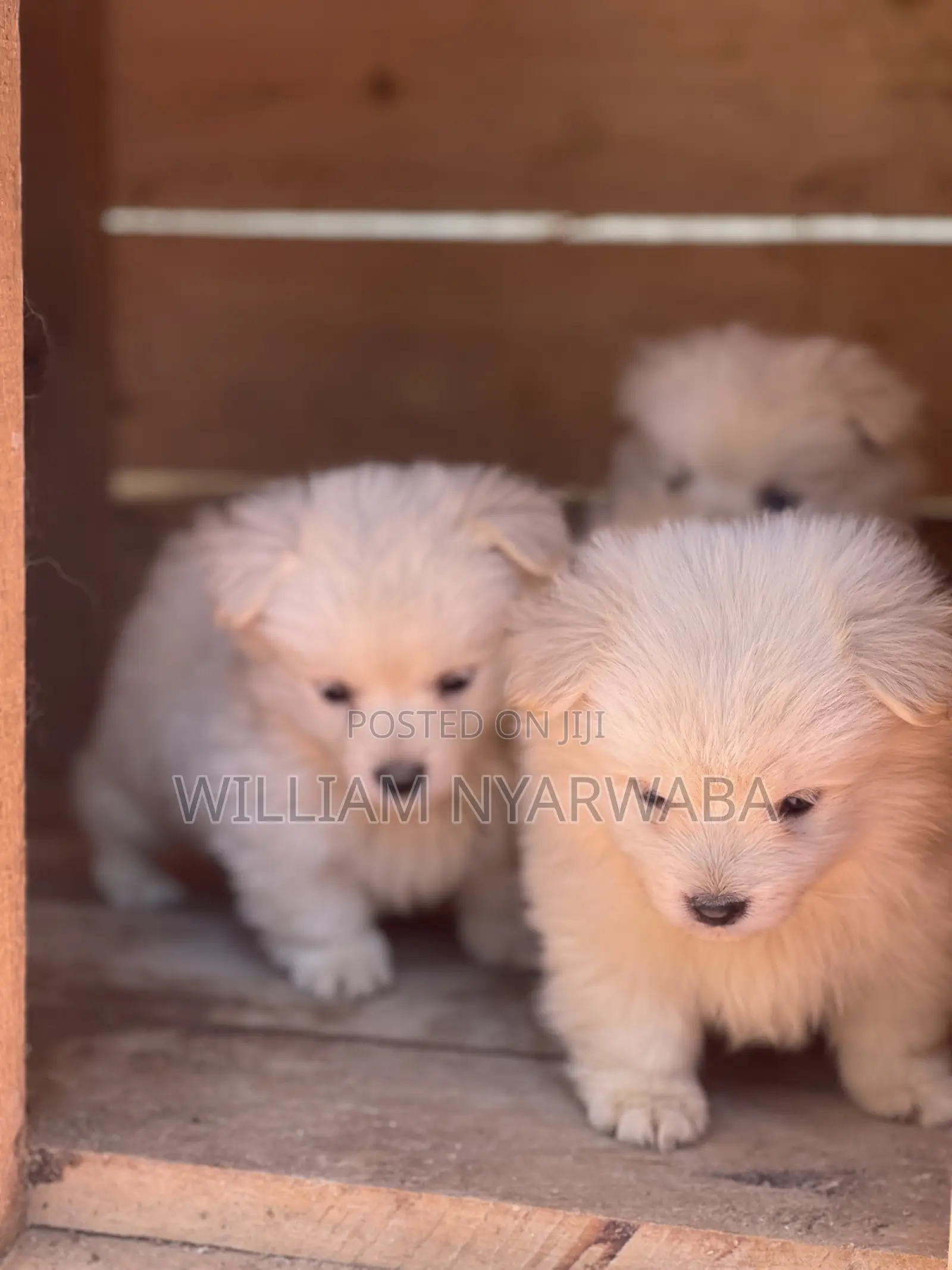 1-3 months Male Purebred Japanese Spitz