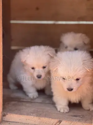 1-3 months Male Purebred Japanese Spitz