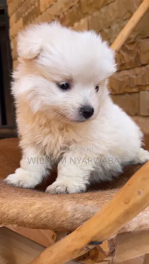 1-3 months Male Purebred Japanese Spitz