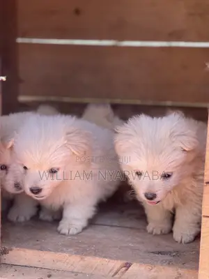 1-3 months Male Purebred Japanese Spitz
