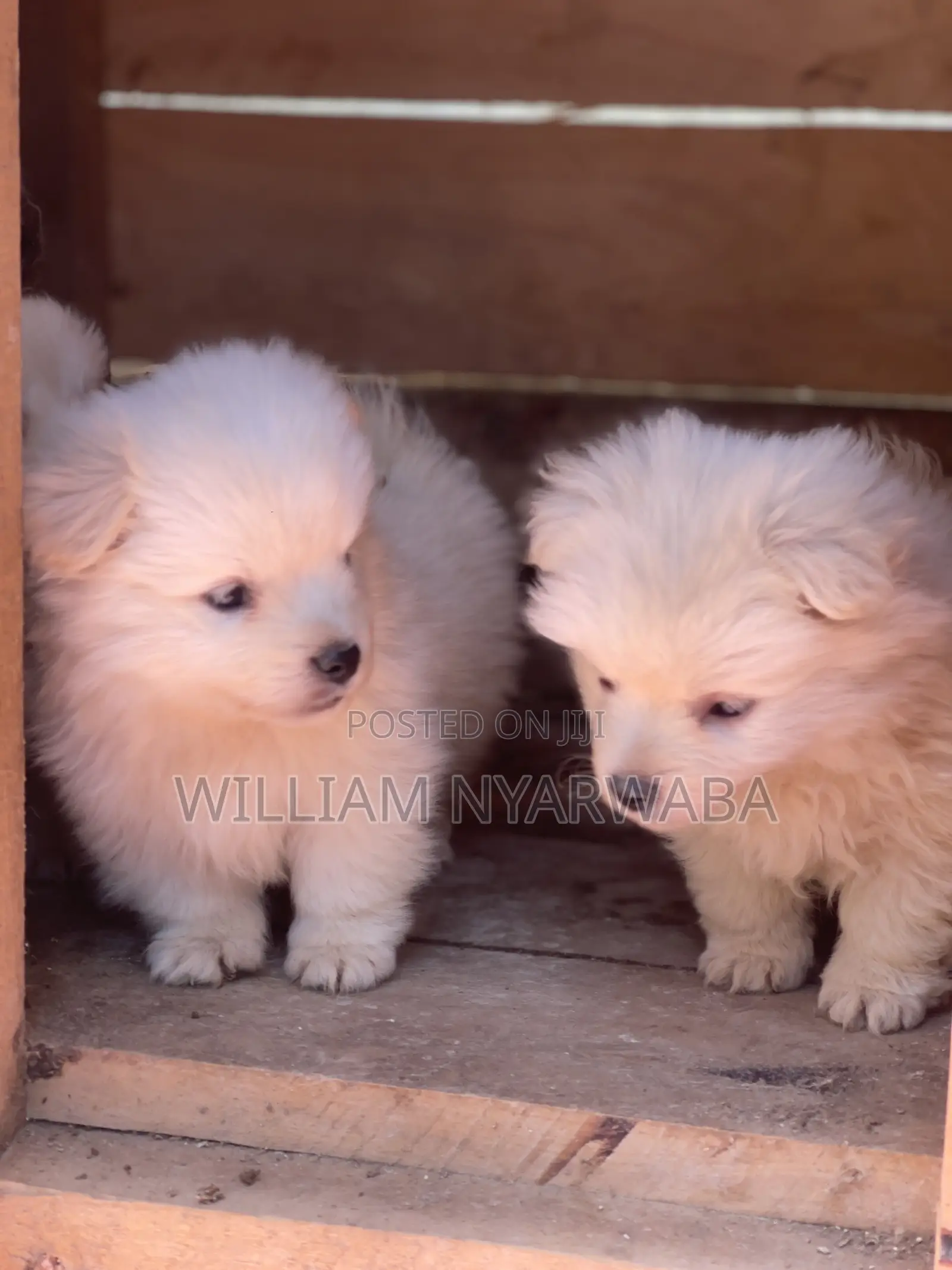 1-3 months Male Purebred Japanese Spitz